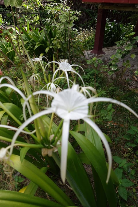Kwiaty Hotel Relax Bay Koh Lanta