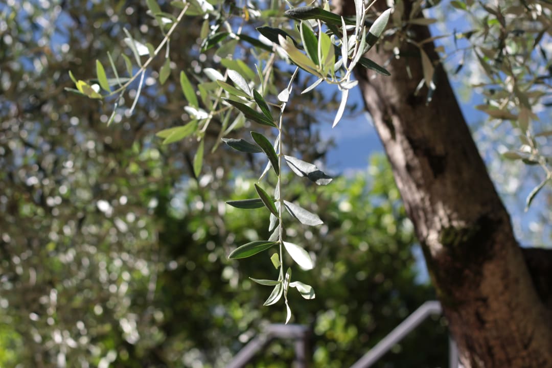 Gartenanlage Relax Hotel Villa La Gardenia & Oleandra
