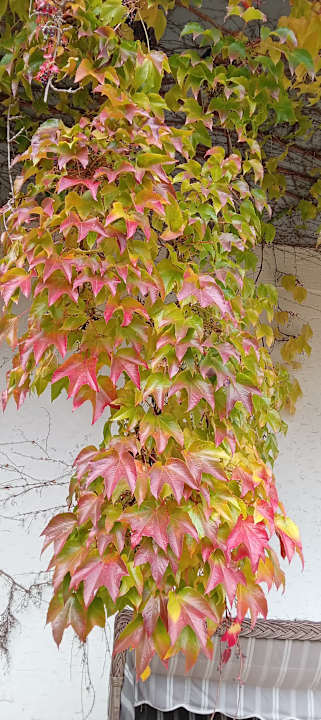 Gartenanlage Hotel Heinz