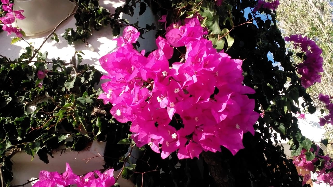 Blumem Anissa Beach & Village