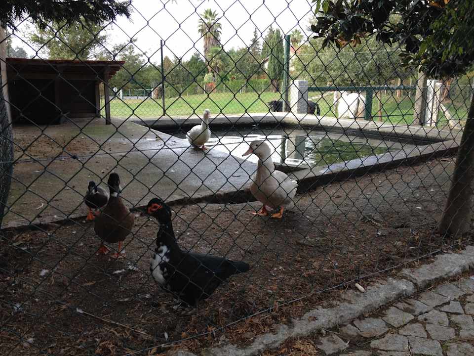 Tiere zum Füttern Ferienhof Quinta do Padrão