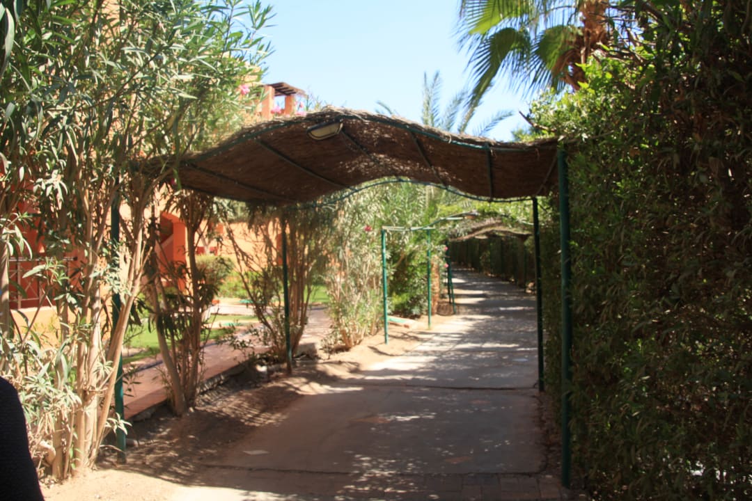 Garten Jaz Makadi Oasis Resort