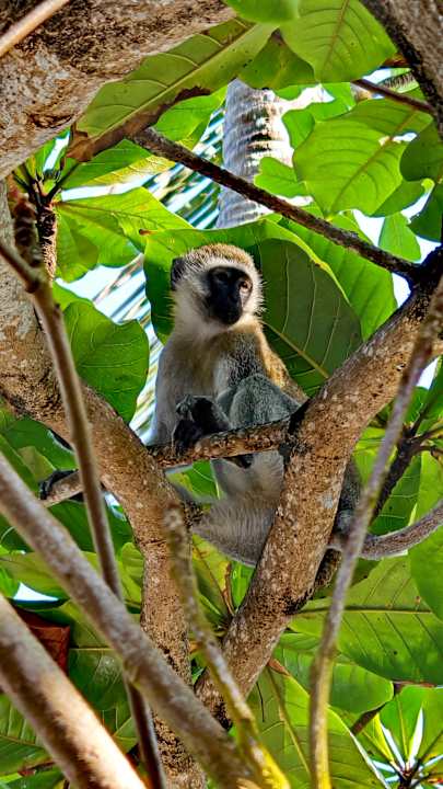 Sonstiges Leopard Beach Resort & Spa