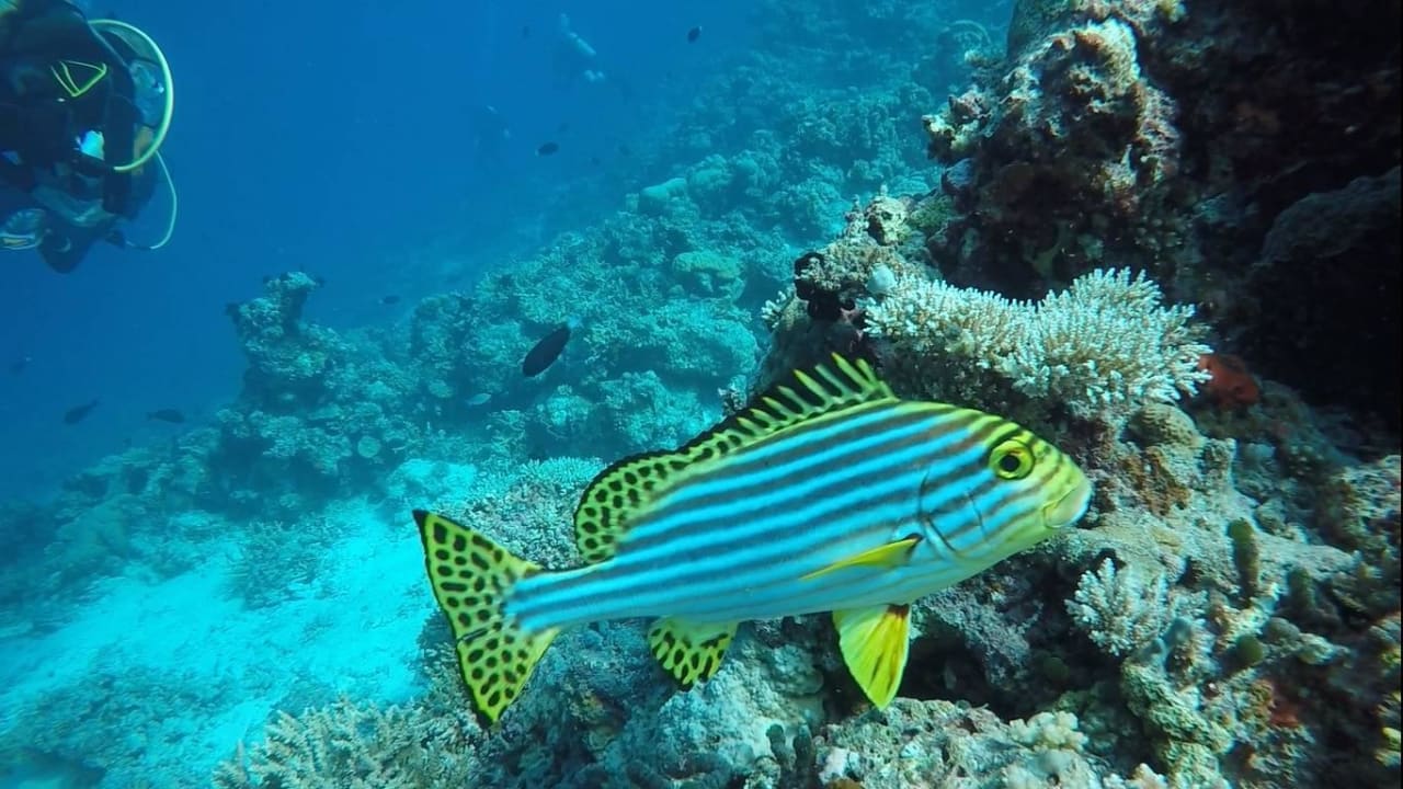 Lippfisch Fihalhohi Maldives