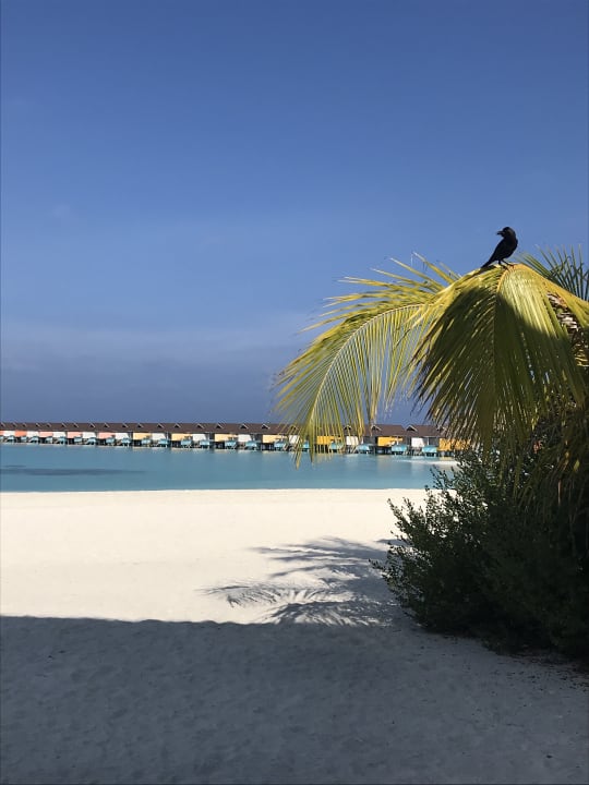 Strand The Standard Maldives