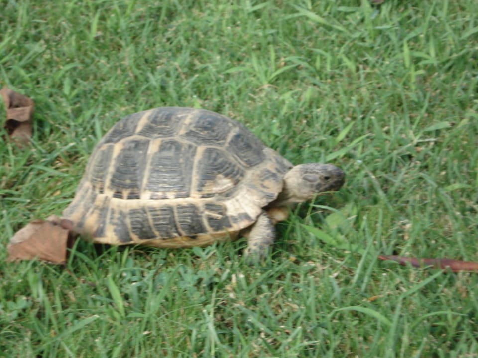 Gartentier Hotel Defne Garden