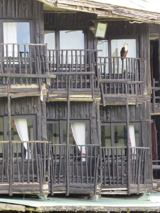 Adler auf dem Balkon der Zweibettzimmer Shimba Hills Lodge