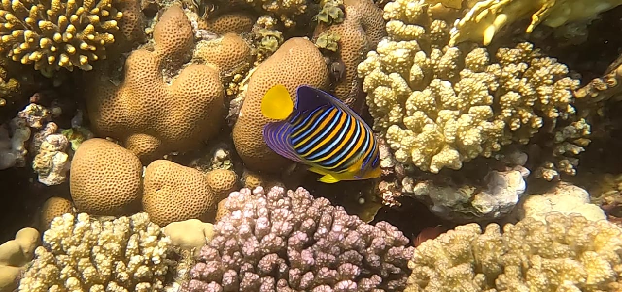 Sport & Freizeit Malikia Resort Abu Dabbab