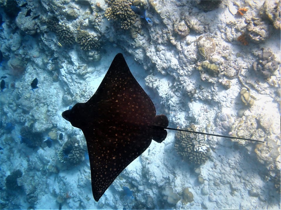 Sport & Freizeit NH Collection Maldives Reethi Resort