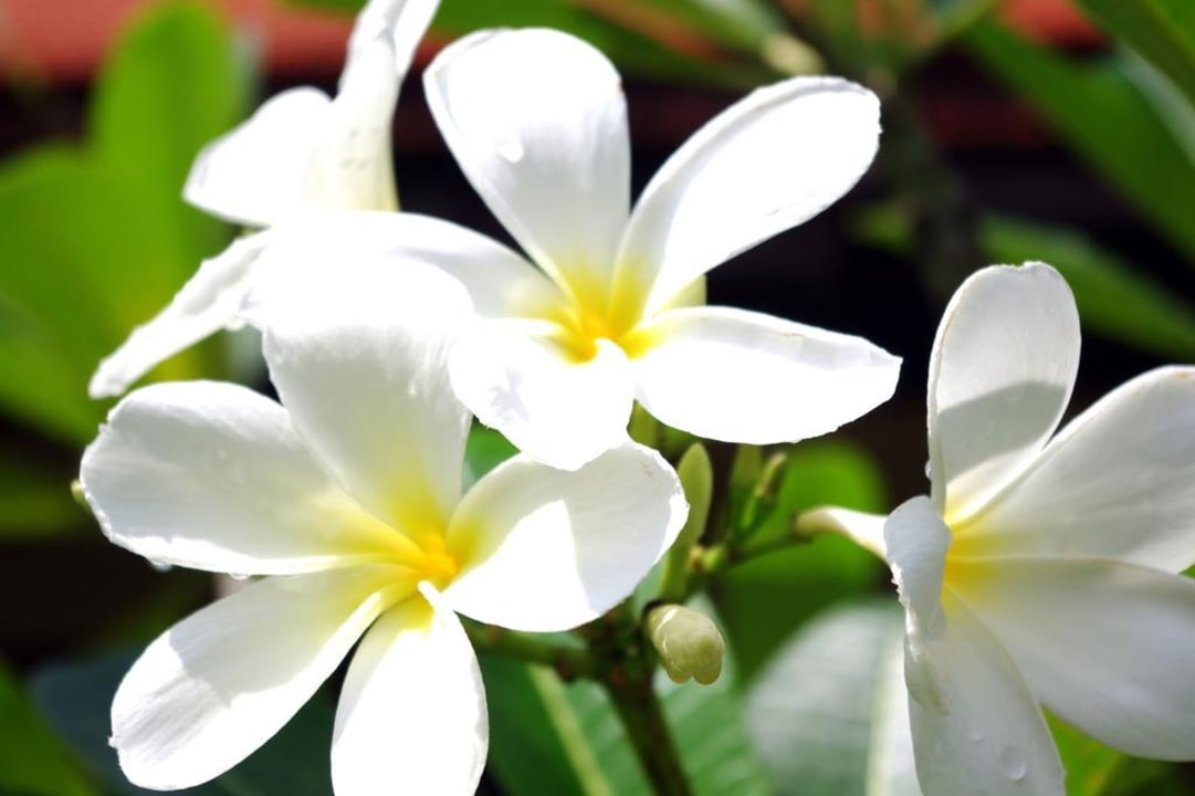 Frangipani Khaolak Oriental Resort - Adults only