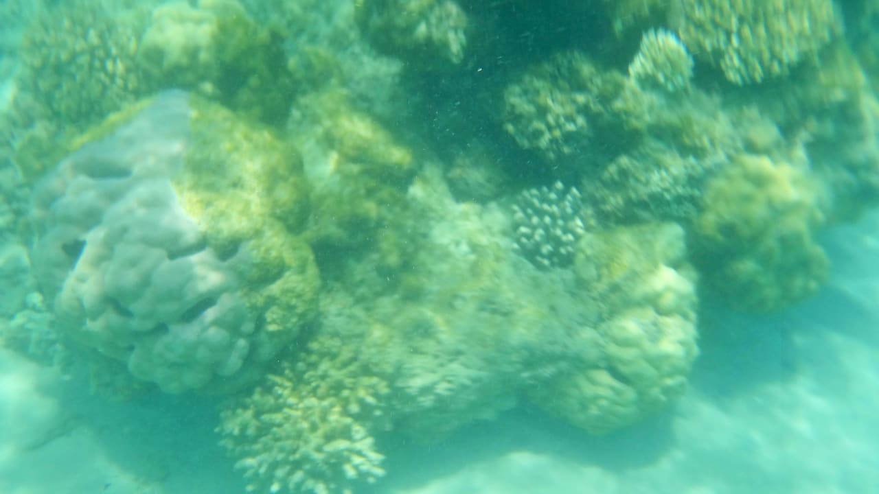 Риф недалеко от берега Desert Rose