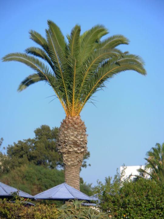 Beim Pool AQI Venus Beach