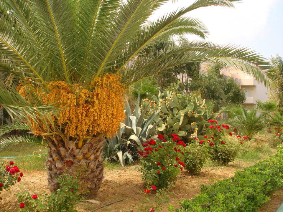 Schöne Gartenanlage Delfina Tropic Beach