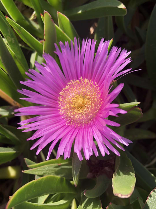 Gartenanlage Hotel Sunrise Beach