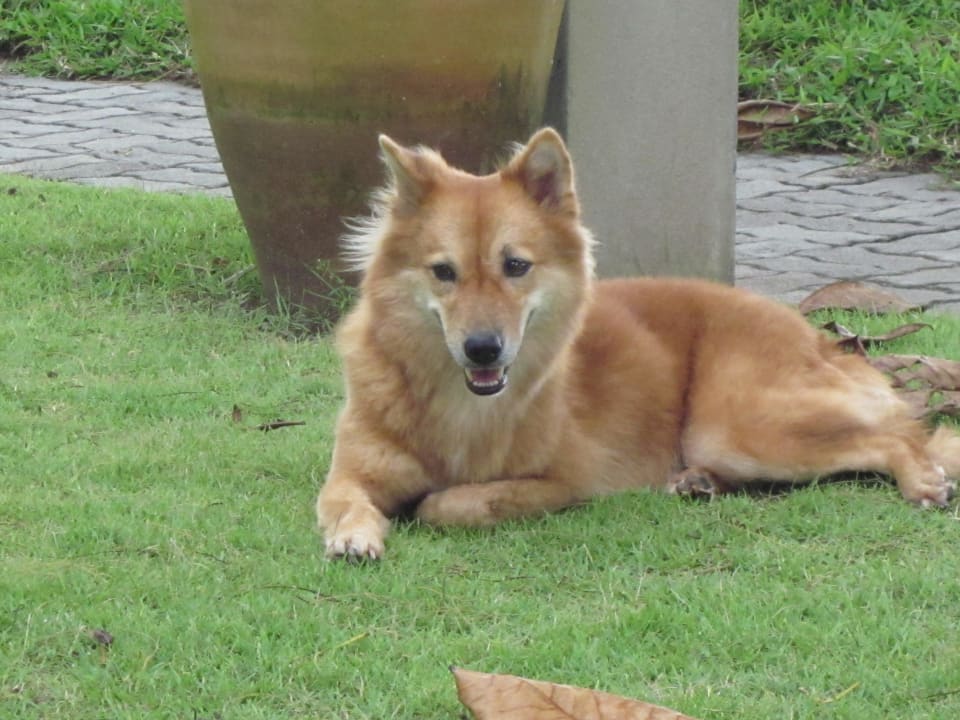 Sehr liebenswürdiger Hotelhund Khao Lak Merlin Resort