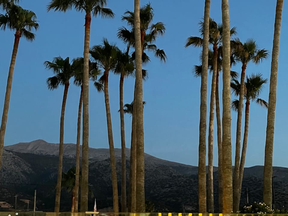 Gartenanlage allsun Hotel Carolina Mare