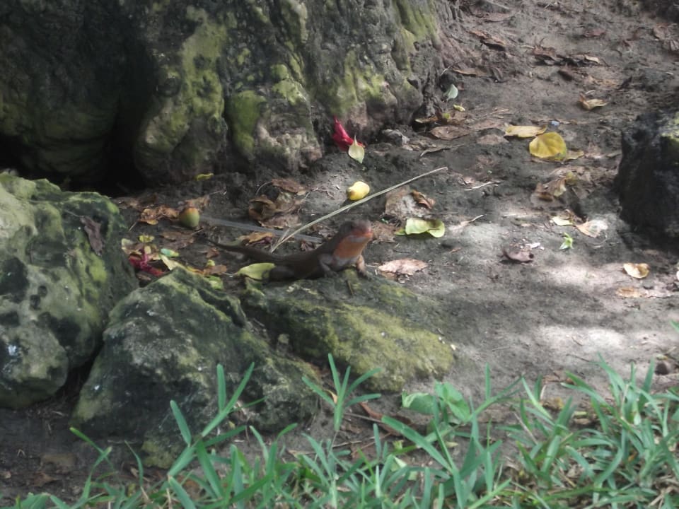 Besucher Hotel Papillon Lagoon Reef