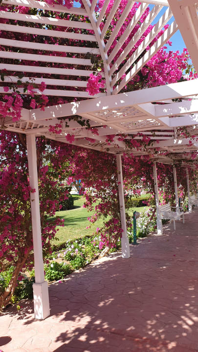 Gartenanlage Desert Rose
