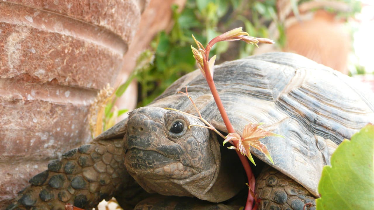 Mitbewohner Hotel Club Sera