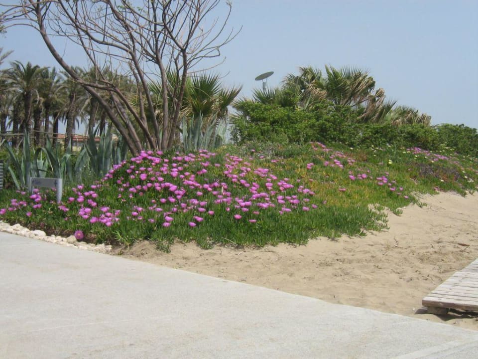 Strand AQI Pegasos World