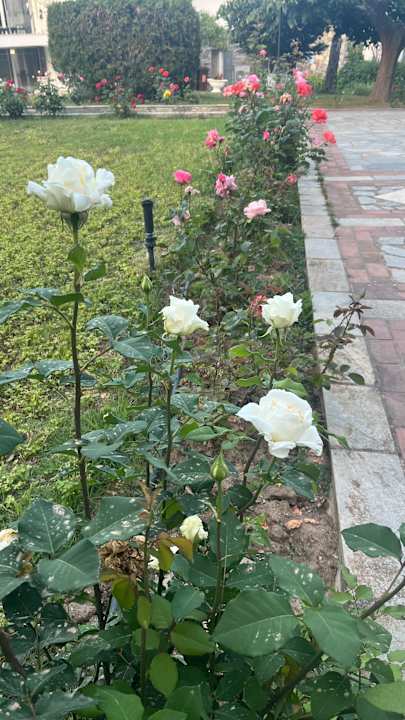 Gartenanlage Mitsis Alexander the Great