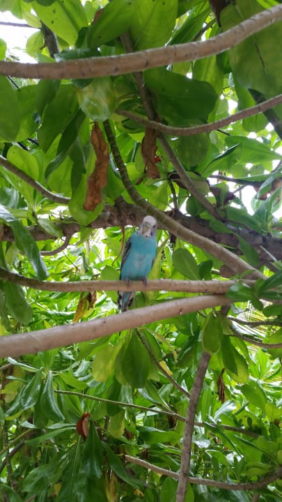 Gartenanlage Angaga Island Resort