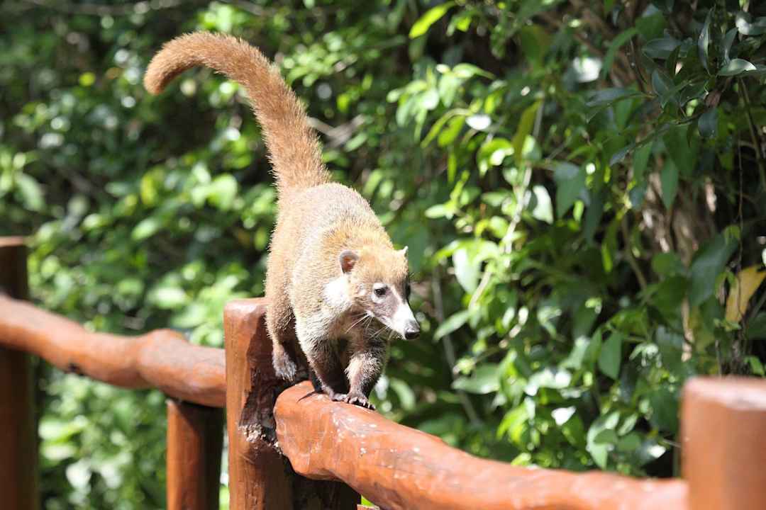 Nasenbär, füttern verboten Grand Palladium Kantenah Resort & Spa