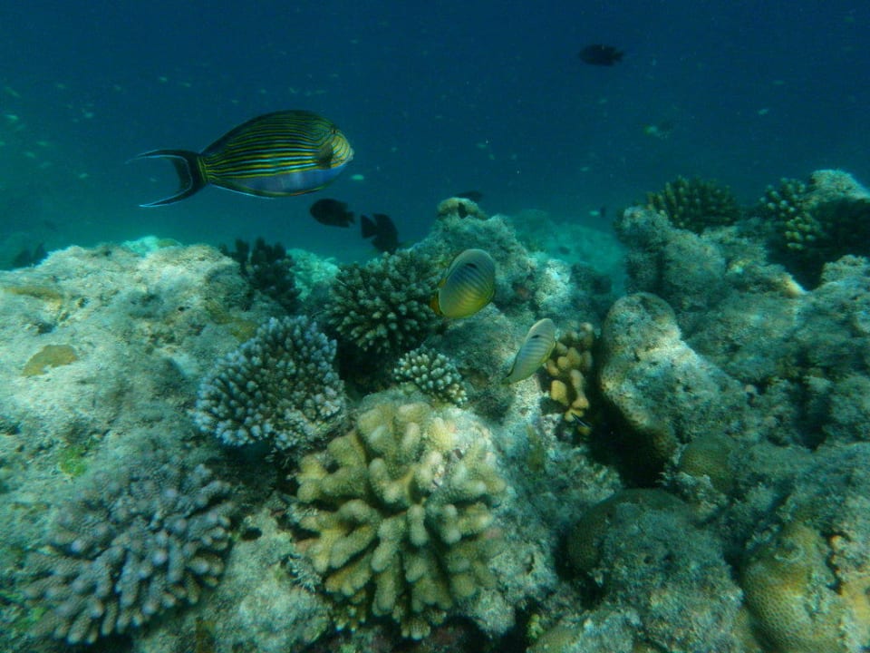 Hausriff Sun Siyam Olhuveli