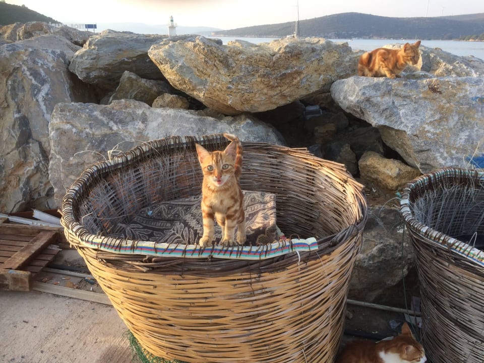 Herzlich willkommen  Teos Village