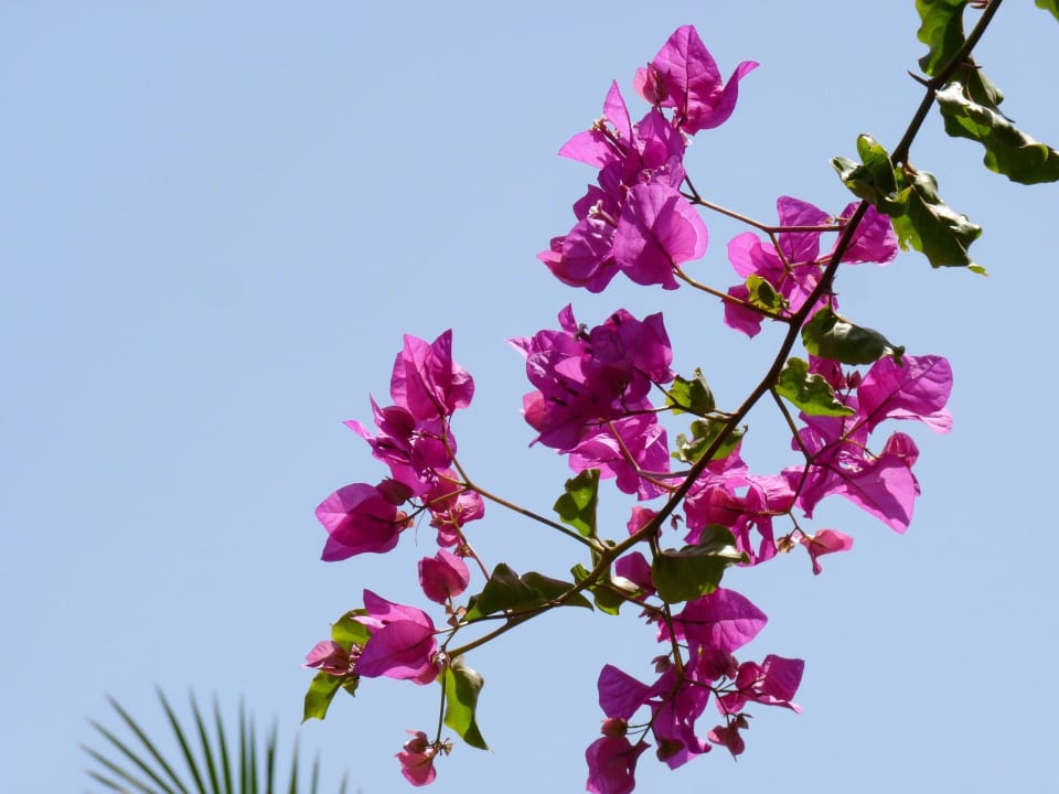 Jedna z wielu bugenwilli. AQI Venus Beach