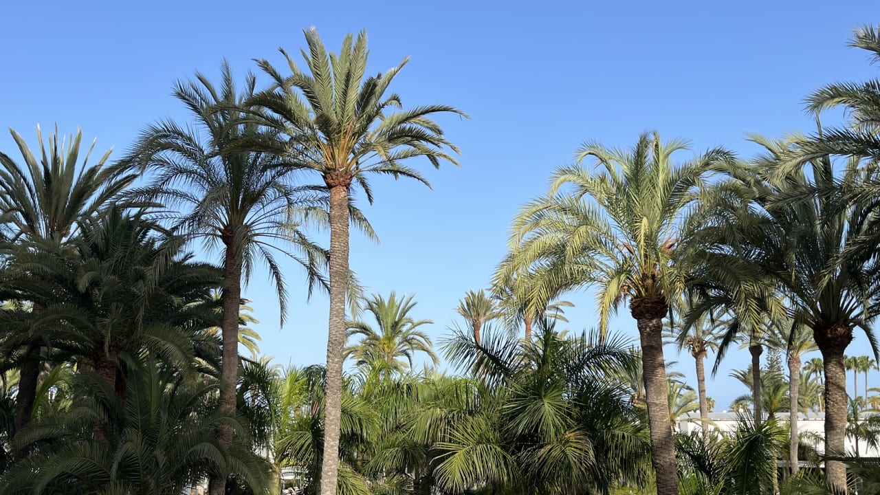 Ausblick Hotel Riu Palace Palmeras