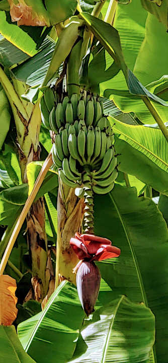 Gartenanlage Hotel Riu Baobab - All Inclusive