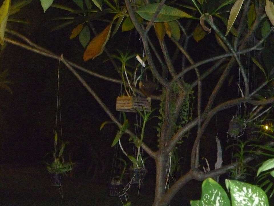 Dschungelgarten Hotel The Cottage