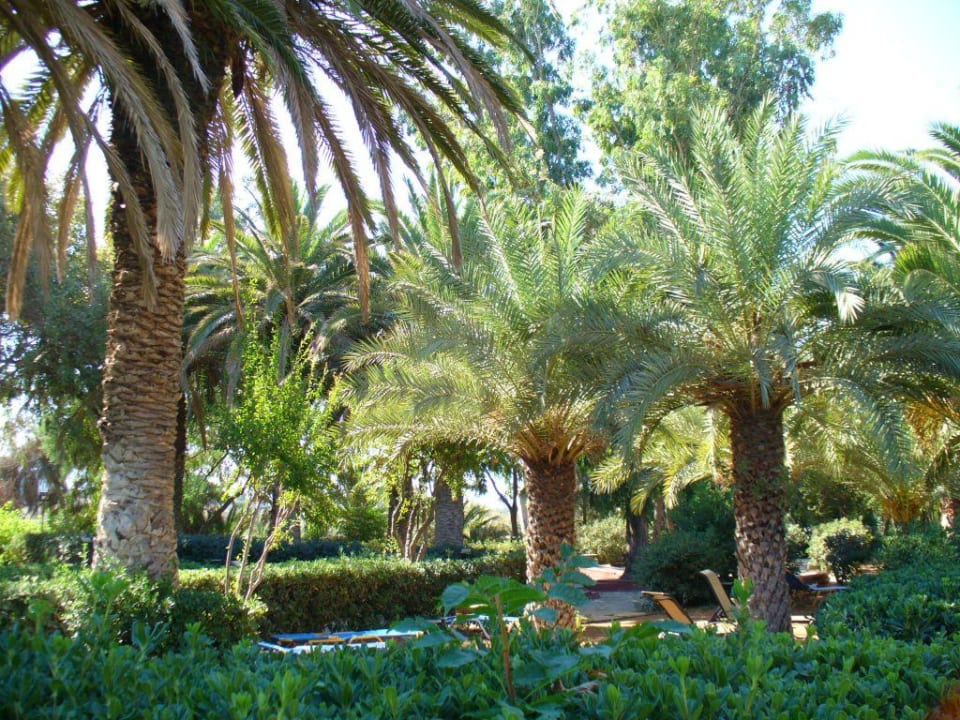 Hotel garden Apollonia Beach Resort & Spa