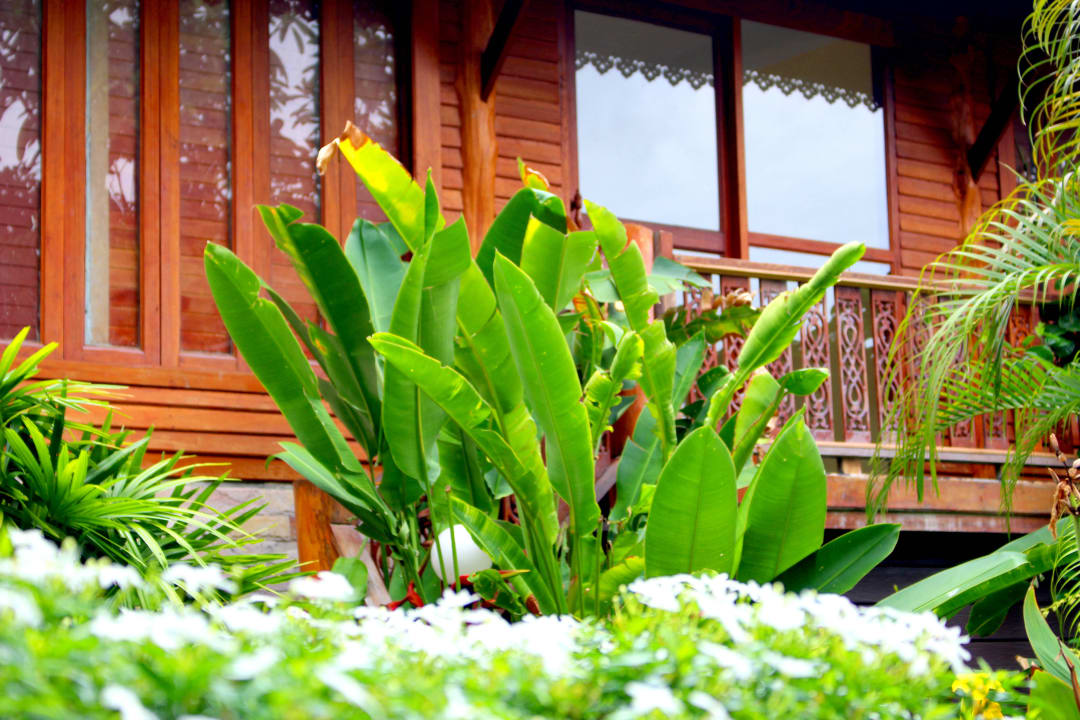 Local Flower BURI BEACH Resort