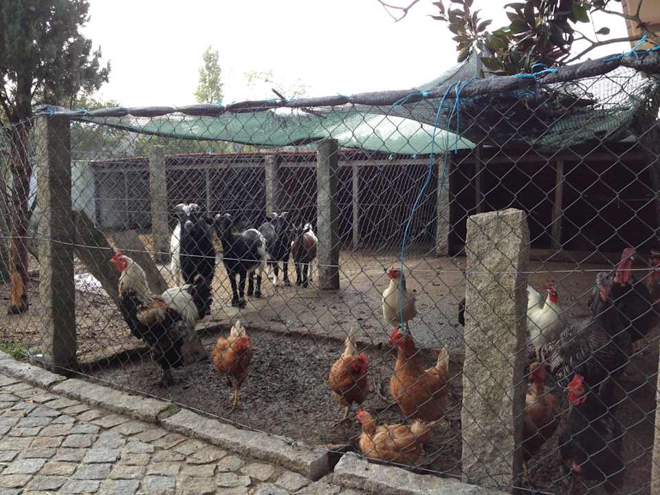 Tiere zum Füttern Ferienhof Quinta do Padrão