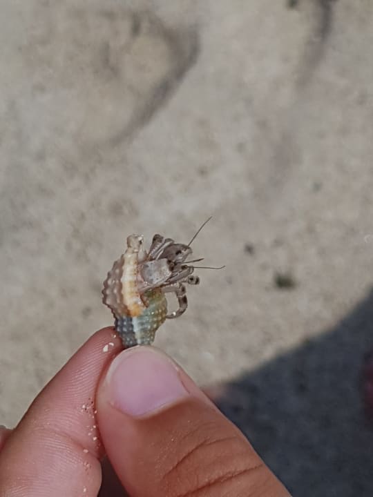 Strand Malikia Resort Abu Dabbab