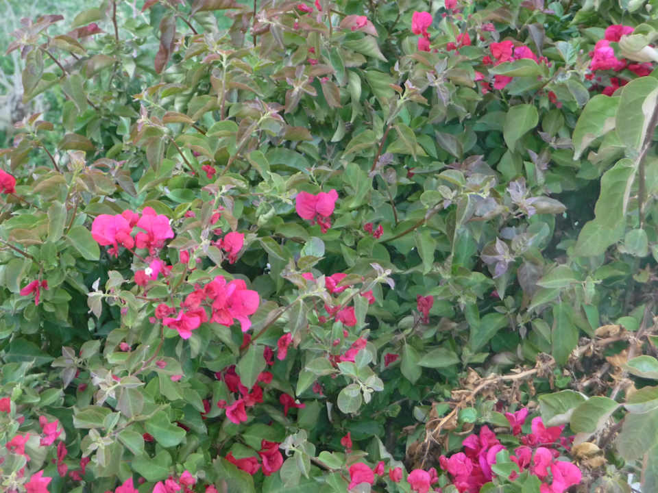 Blumenmeer wohin man schaut The Orangers Beach Resort and Bungalows