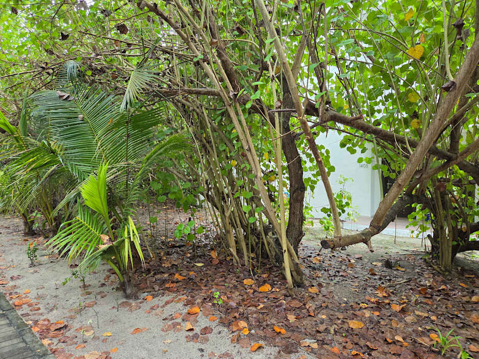 Gartenanlage Hotel Riu Atoll