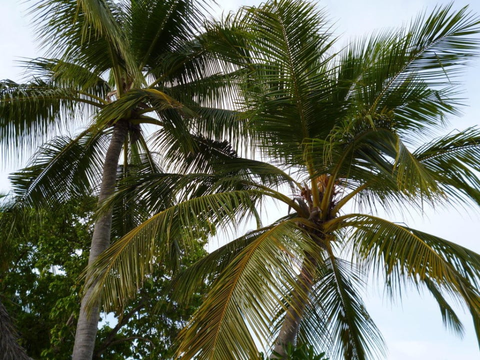 Palmen Kuramathi Maldives