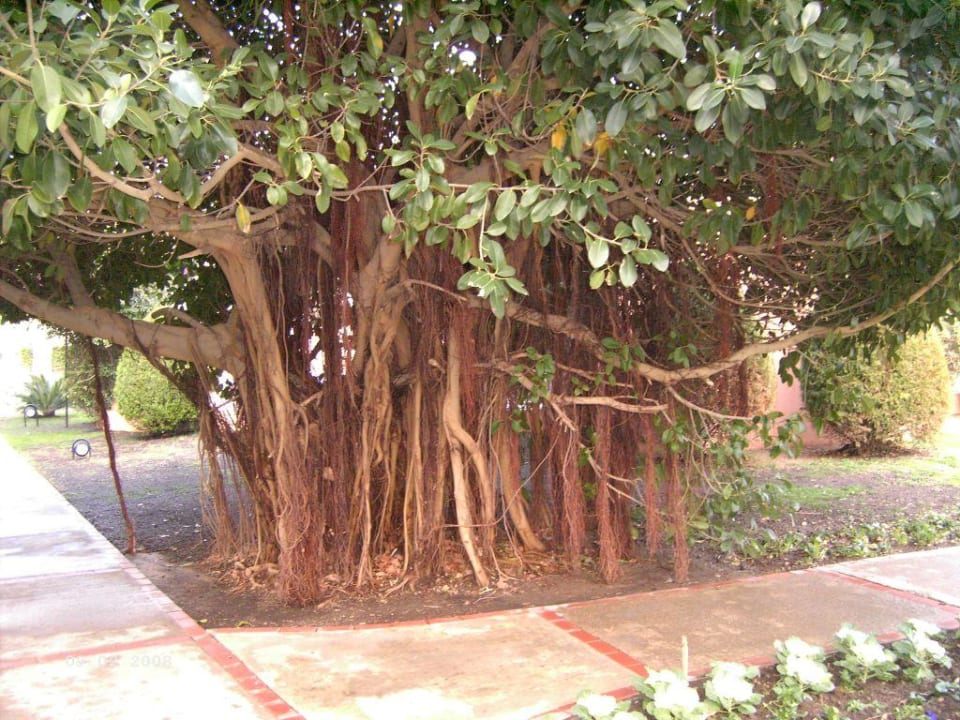 Luftwurzeln Side Star Elegance