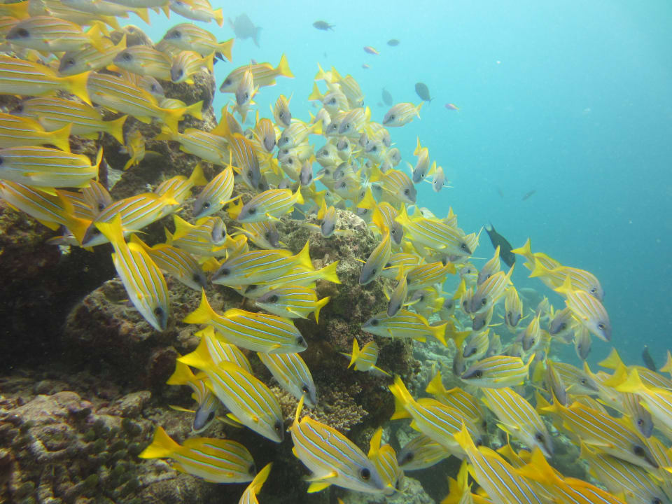 Fischschwarm Adaaran Select Hudhuran Fushi - Premium All Inclusive