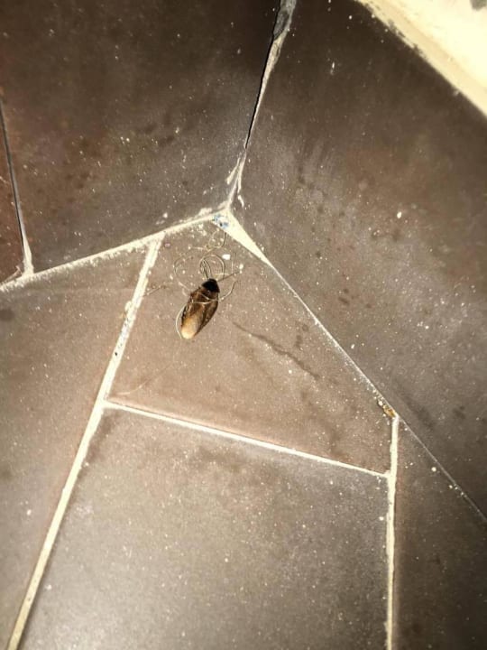 Kakerlaken Hotel Riu Oliva Beach Resort