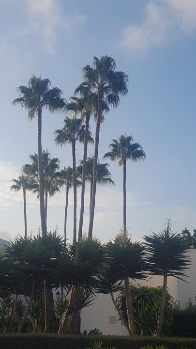 Gartenanlage Hotel Riu Paraiso Lanzarote