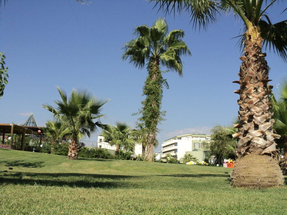 Palmen VONRESORT Golden Coast