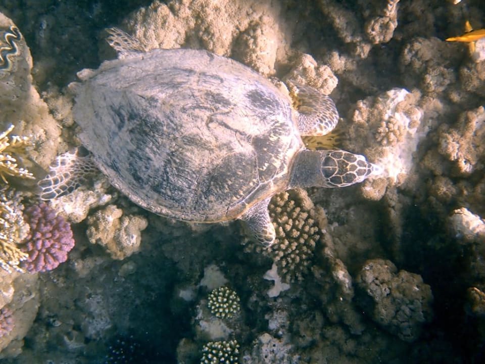 Strand Three Corners Equinox Beach Resort