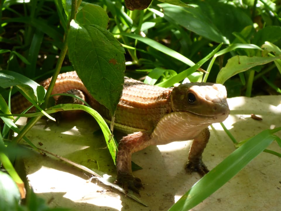 Gartenanlage Bahari Beach Hotel