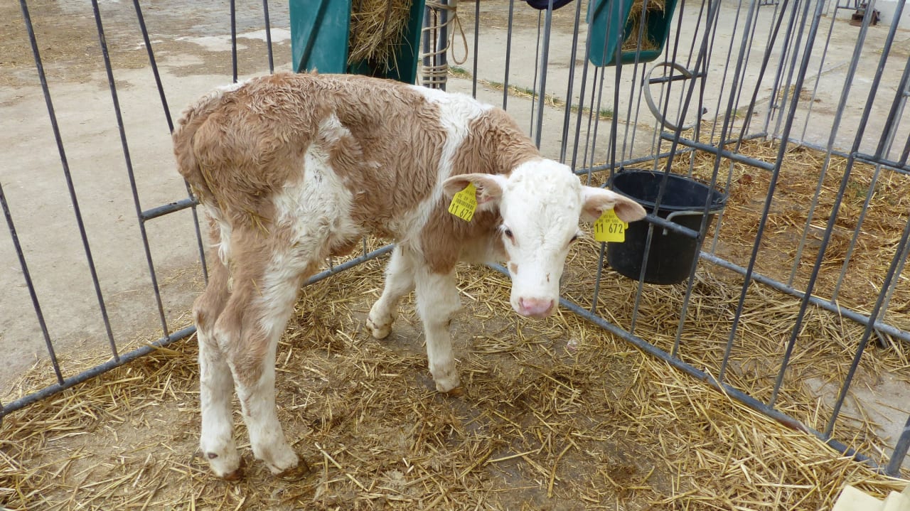 Junges Kälbchen Ferienbauernhof Storchenhäusle
