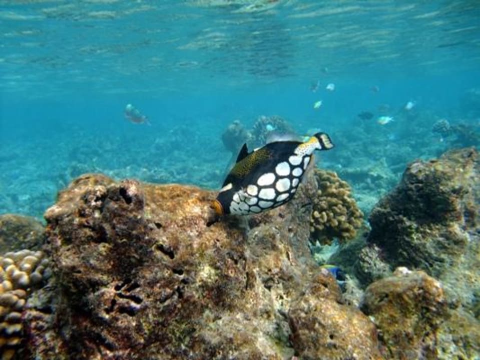 Schnorcheln am Hausriff NH Collection Maldives Reethi Resort