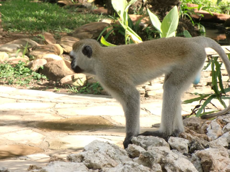 Andere Hotelbewohner Bahari Beach Hotel